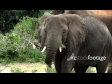 Elephant African 2 1304